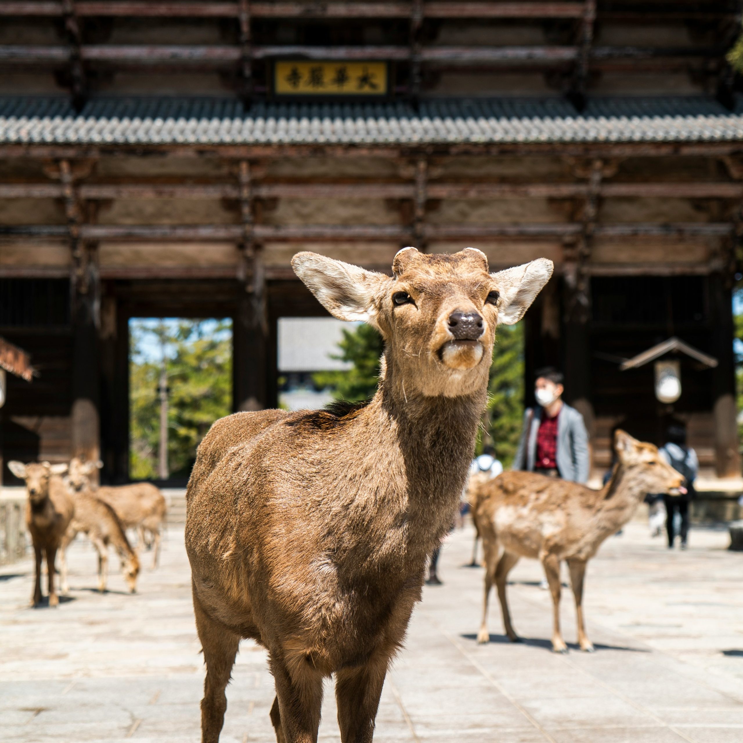 TOUR POR NARA-OSAKA